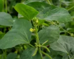 Black Gram (Vigna mungo) care guide