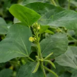 Black Gram (Vigna mungo) – plant photo