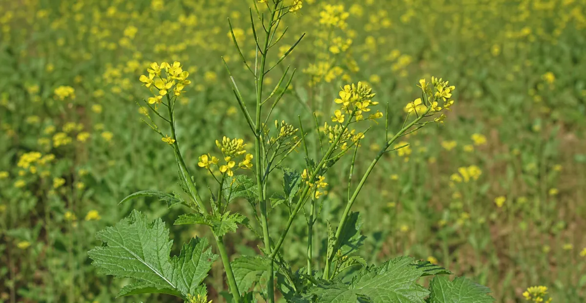 Black Mustard (Brassica nigra) – plant photo