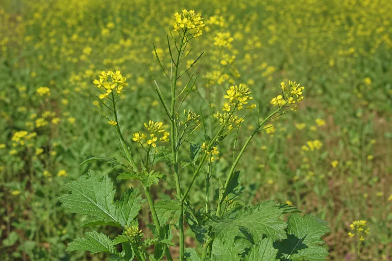 Brassica nigra