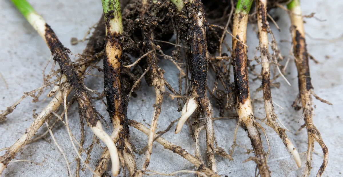 Black Root Rot