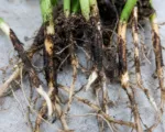 Black Root Rot