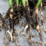 Black Root Rot