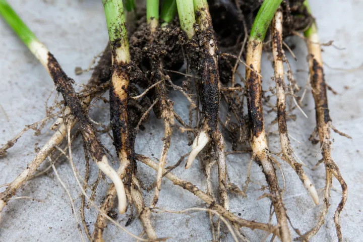 Black Root Rot