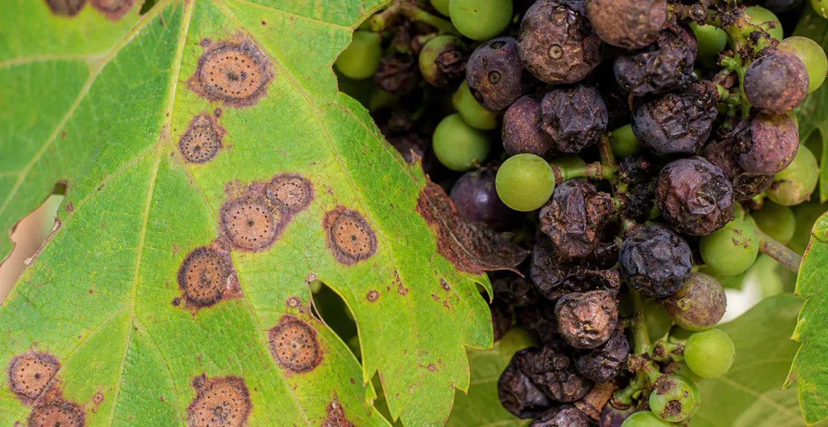 Black Rot of Grape
