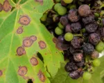 Black Rot of Grape