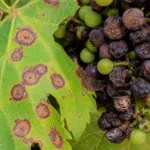 Black Rot of Grape