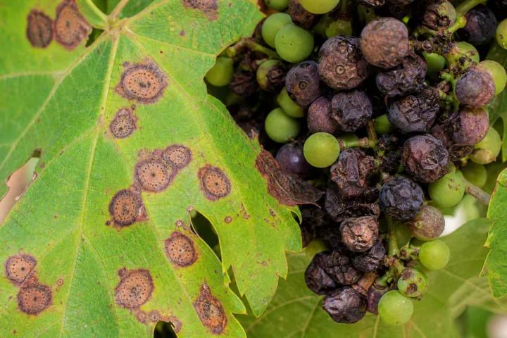 Black Rot of Grape