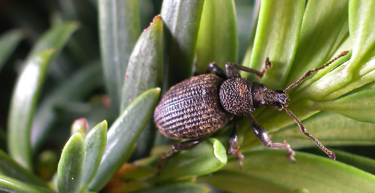 Black Vine Weevil