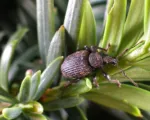 Black Vine Weevil