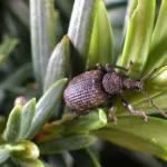 Black Vine Weevil