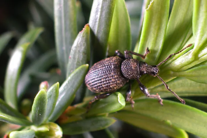 Black Vine Weevil