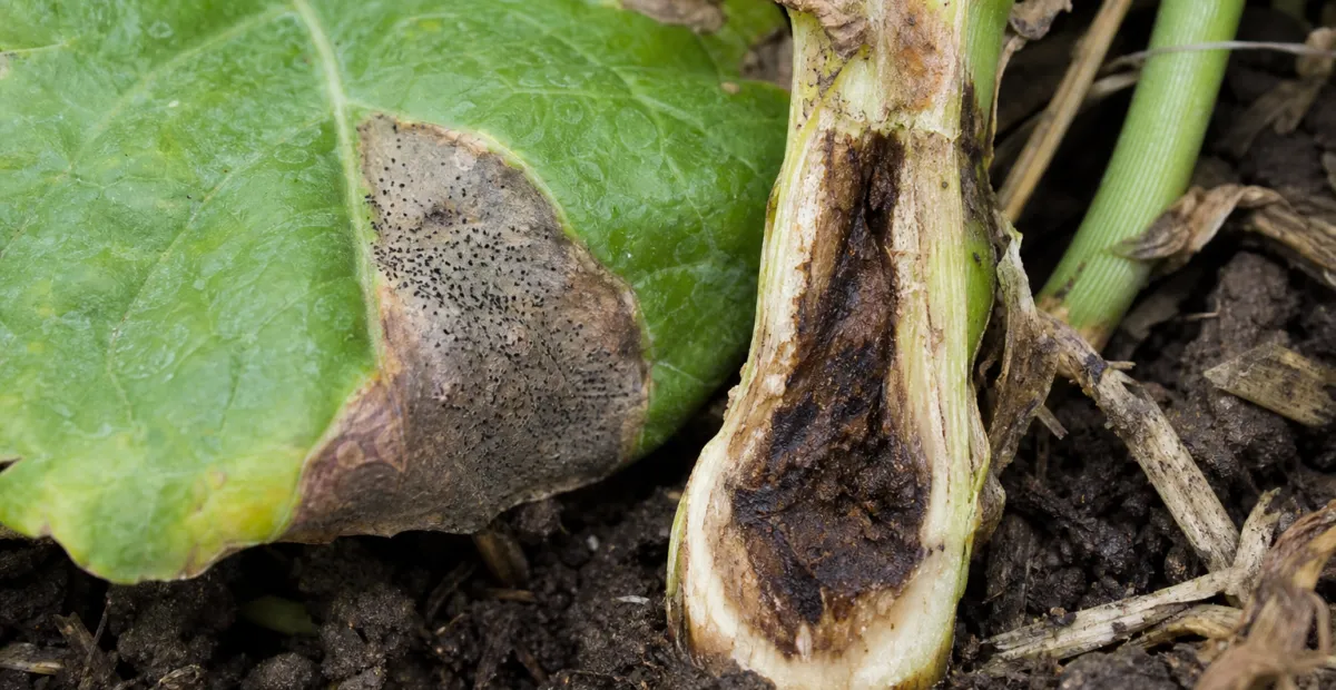 Blackleg of Canola and Brassicas