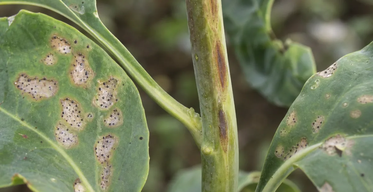 Blackleg (Phoma stem canker)