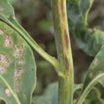 Blackleg (Phoma stem canker)