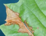 Blattbräune der Platane