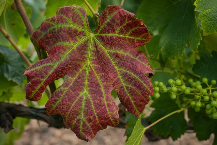 Blattrollkrankheit der Weinrebe durch GLRaV-3
