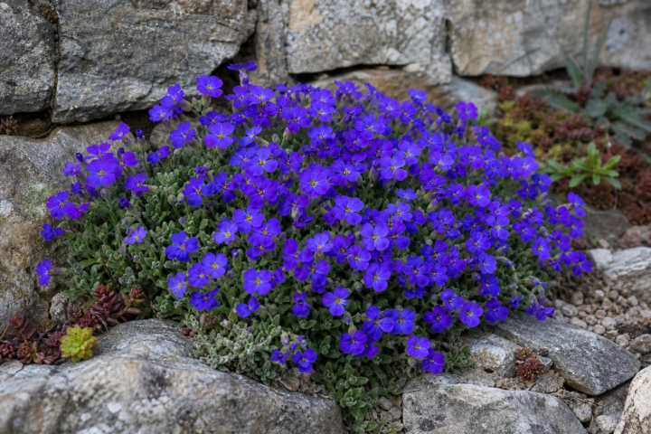 Aubrieta 'Dwarf Blue'