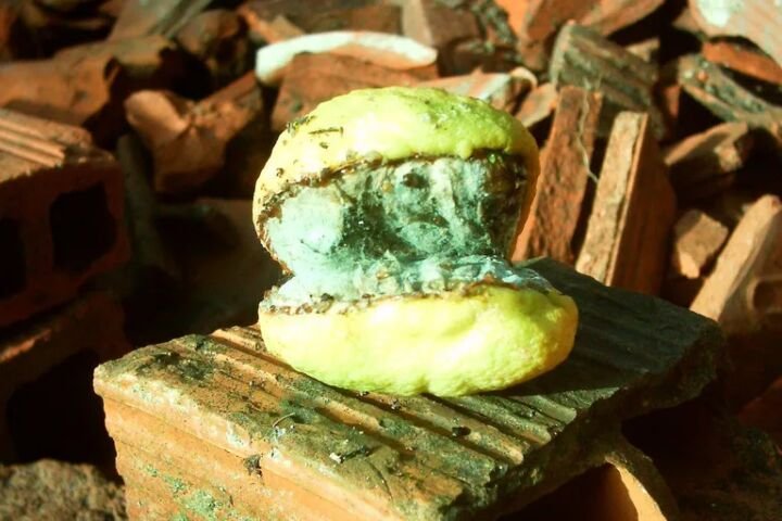 Blauschimmel der Zitrusfrüchte