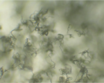 Blauschimmelfäule durch Penicillium expansum