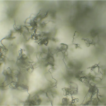 Blauschimmelfäule durch Penicillium expansum