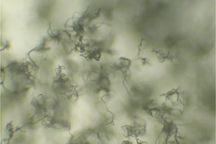 Blauschimmelfäule durch Penicillium expansum