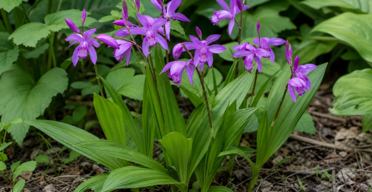 Bletilla striata – Pflanzenfoto