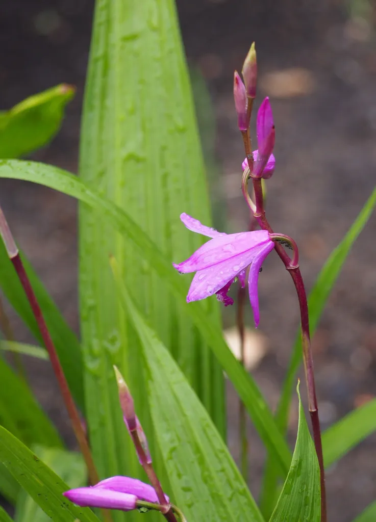 Hyacinth Orchid (Bletilla striata) – flowers in close-up, plant photo