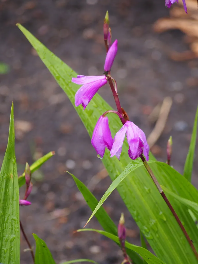 Hyacinth Orchid (Bletilla striata) – flowers in close-up, plant photo