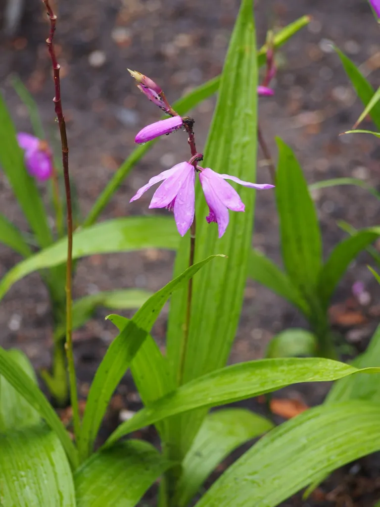 Hyacinth Orchid (Bletilla striata) – flowers in close-up, plant photo