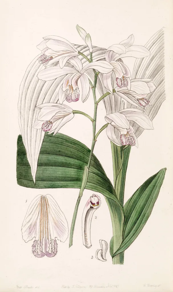 Hyacinth Orchid (Bletilla striata) – characteristic appearance, plant photo