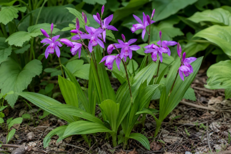 Bletilla striata
