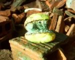 Blue Mold of Citrus