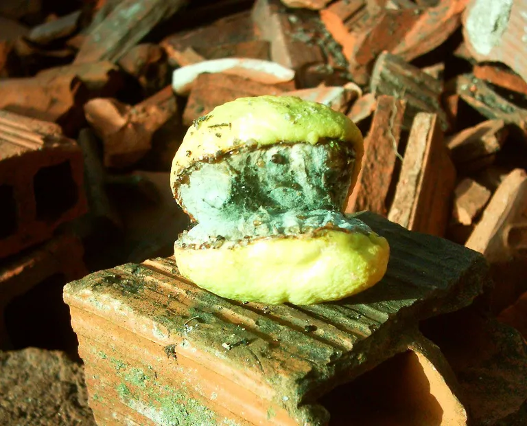 Blue Mold of Citrus