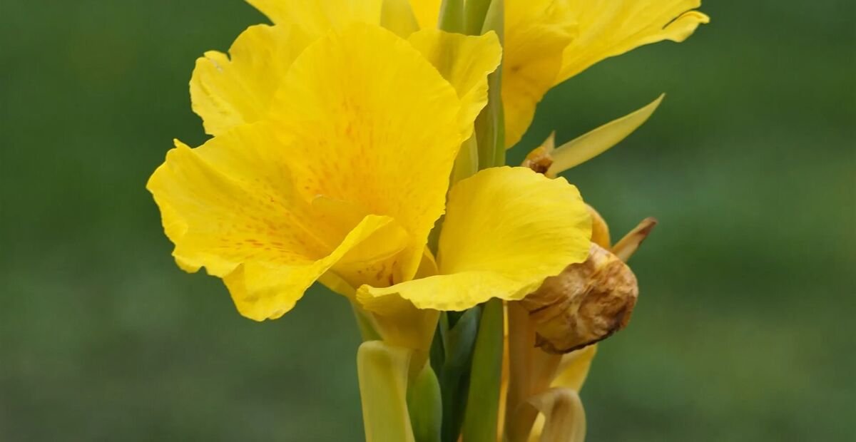 Blumenrohr (Canna 'Yellow King Humbert') – Pflanzenfoto