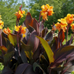 Blumenrohr 'Chocolate Sunrise' (Canna 'Chocolate Sunrise') – Pflanzenfoto