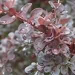 Blutberberitze; Rote Heckenberberitze (Berberis thunbergii 'Atropurpurea') – Pflanzenfoto