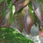 Blüten-Hartriegel (Cornus florida) – Pflanzenfoto