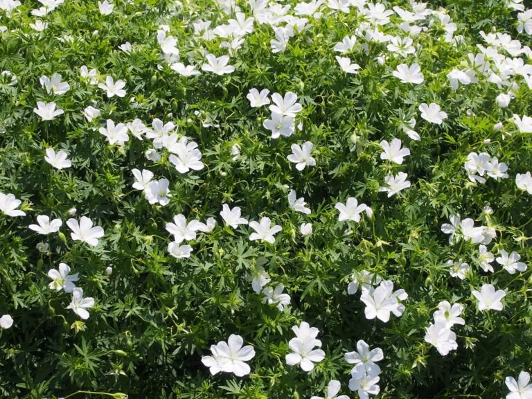 Geranium 'Sanguineum'