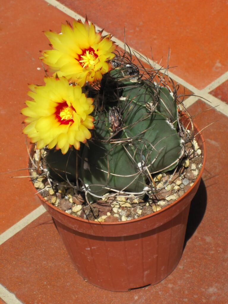Astrophytum 'Capricorne'