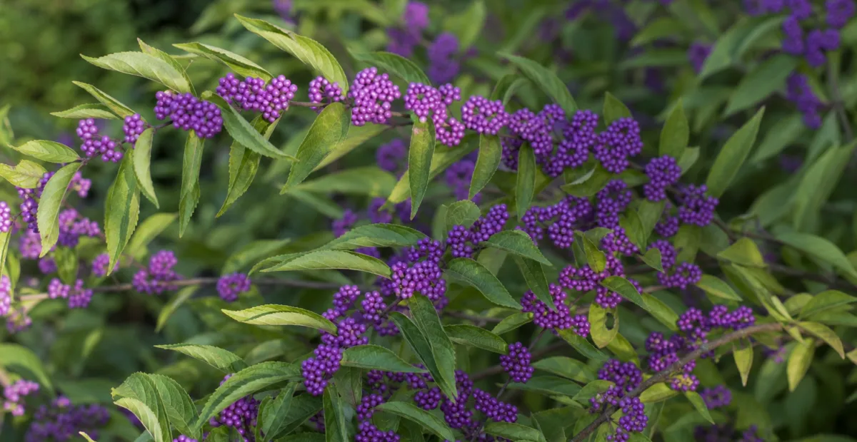 Bodinier's Beautyberry (Callicarpa bodinieri) – plant photo