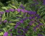 Bodinier’s Beautyberry (Callicarpa bodinieri) care guide