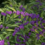 Bodinier's Beautyberry (Callicarpa bodinieri) – plant photo