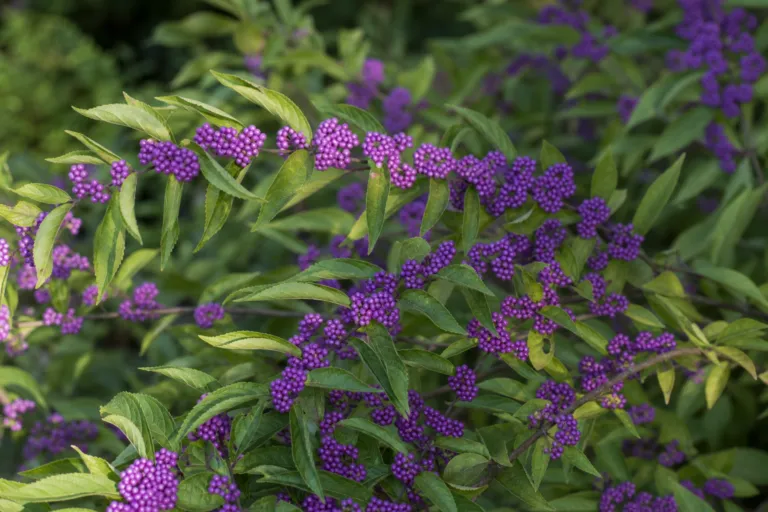 Callicarpa bodinieri
