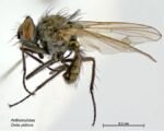 Bohnenfliege (Delia platura)