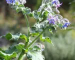 Borretsch (Borago officinalis) – Pflege