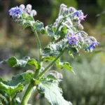Borage (Borago officinalis) – characteristic appearance, plant photo