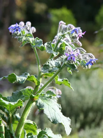 Borage (Borago officinalis) – characteristic appearance, plant photo