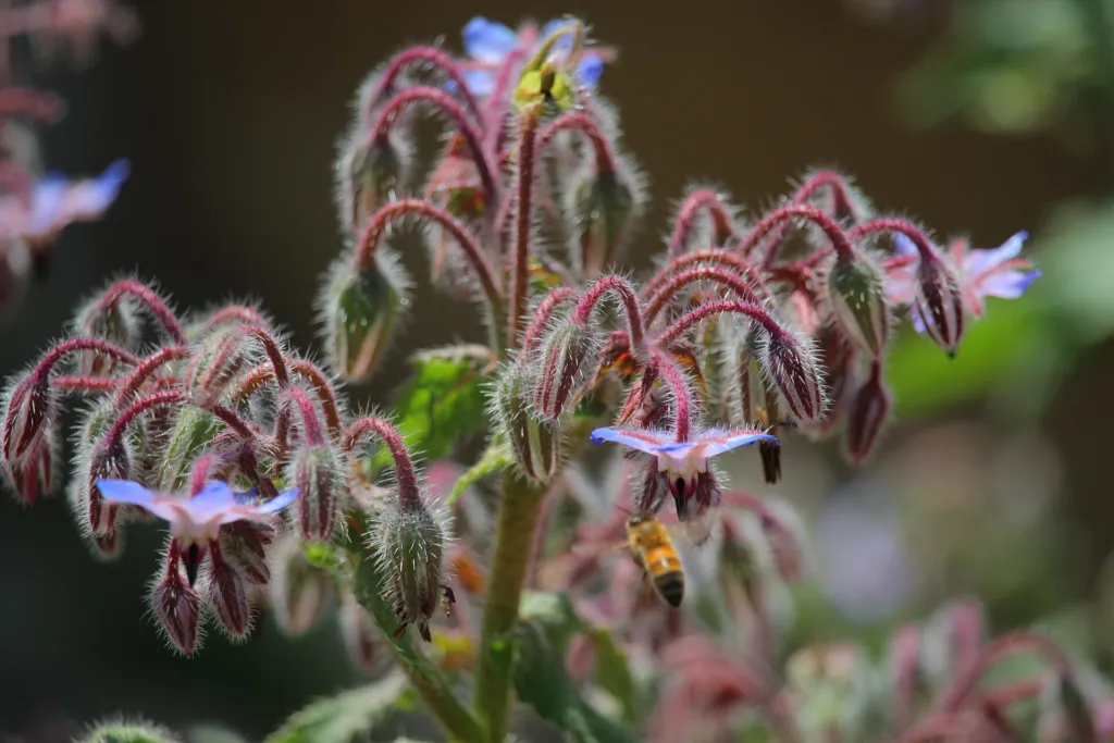 Borage (Borago officinalis) – characteristic appearance, plant photo