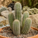 Borzicactus strausii – (Borzicactus strausii) – Pflanzenfoto
